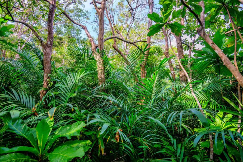 scenic view of rainforest with ferns 2021 08 30 02 18 25 utc